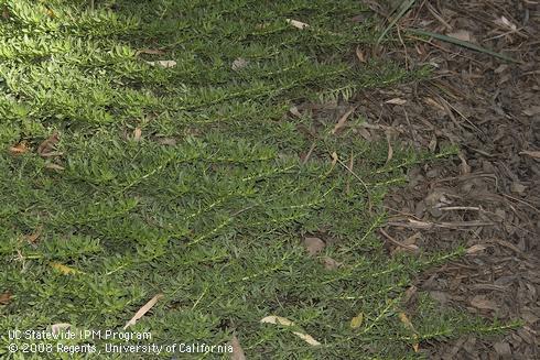 Foliage of myoporum, <I>Myoporum parvifolium.</I>.