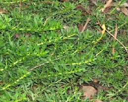 Myoporum planted as ground cover