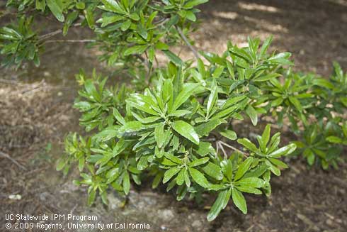 Foliage of California wax myrtle, <I>Myrica californica</I>.