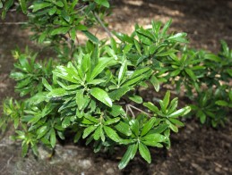 Leaves of wax myrtle