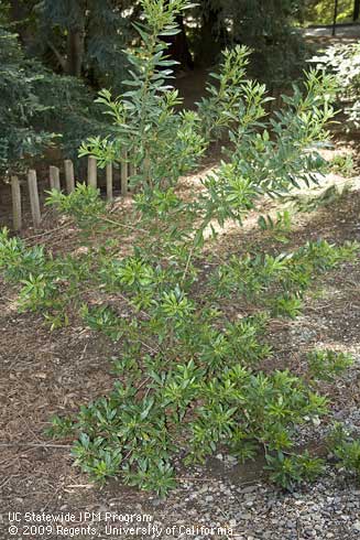 California wax myrtle, <I>Myrica californica</I>.