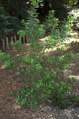 Wax myrtle