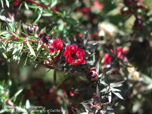 Flowers of Crimson Glory tea tree, <I>Leptospermum scoparium</I>.