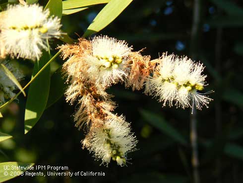 Flowers of Melaleuca, <I>Melaleuca</I> sp.