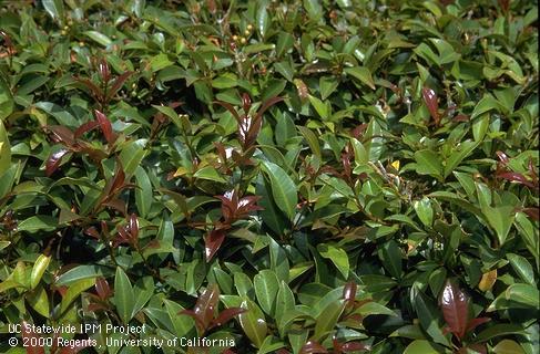 Red new leaves and green older foliage of Australian brush cherry.