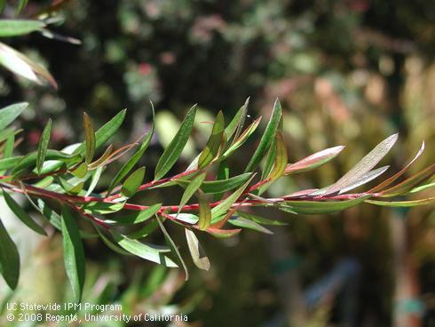 Foliage of Dark shadows tea tree, <I>Leptospermum</I> 'Dark Shadows'.