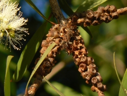 Seed capsules