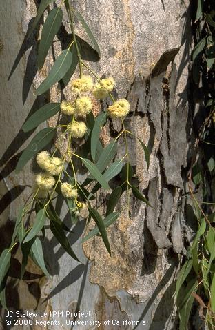 Eucalyptus foliage, flowers, and bark.