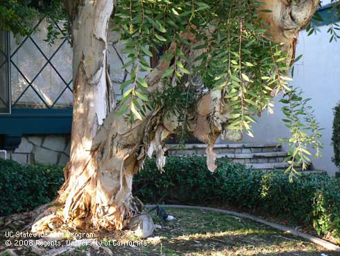 Bark, flower buds, and foliage of Melaleuca, <I>Melaleuca</I> sp.