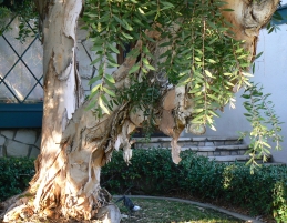 Melaleuca bark and foliage