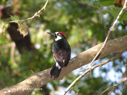 Acorn woodpecker.