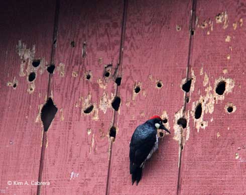 Acorn woodpecker, <i>Melanerpes formicivorus</i>.