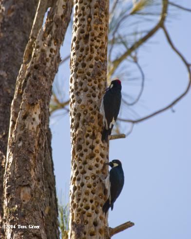 Acorn woodpeckers on tree with acorns stored in holes.