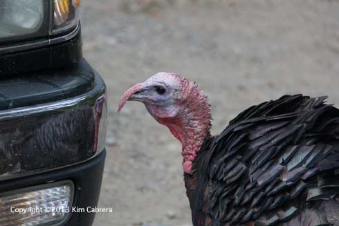 Wild turkey tom staring at his reflection on a car bumper.