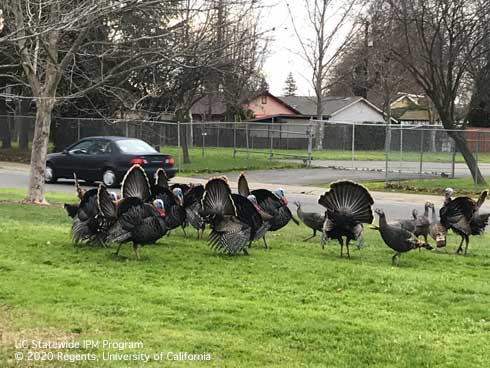 Wild turkeys, <i>Meleagris gallopavo</i>, in an urban setting.