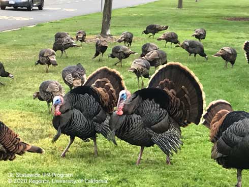 Adult wild turkey toms. 