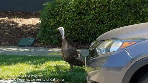 Adult wild turkey hen.