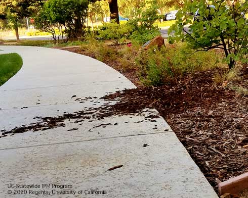 Damage from wild turkeys foraging in mulch.