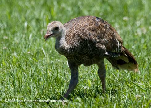 Wild turkey poult, <i>Meleagris gallopavo</i>.