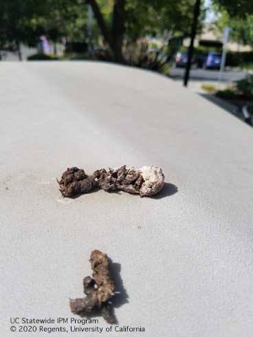 Wild turkey, <i>Meleagris gallopavo</i>, scat on top of a bike locker.