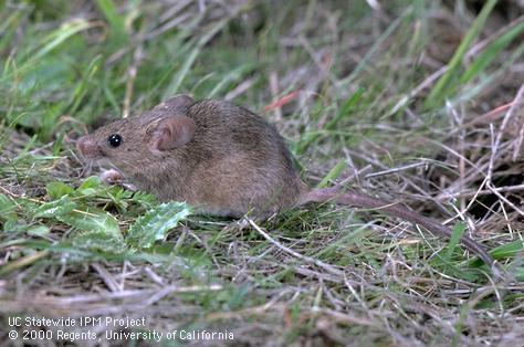 House mice are frequently found in residential households. They lack a white underside and have a relatively hairless tail.