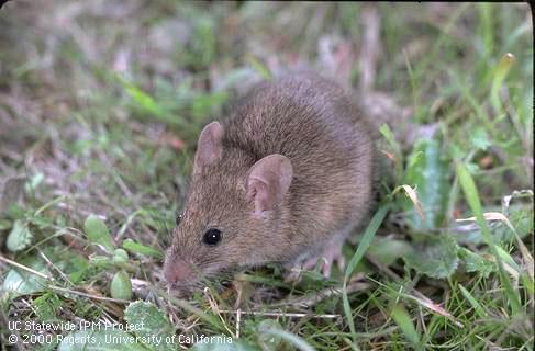 Adult house mouse.