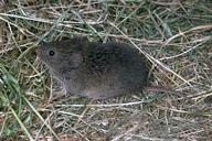 Vole (meadow mouse).