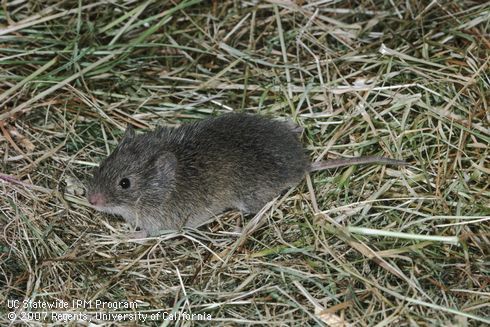 Adult meadow mouse.