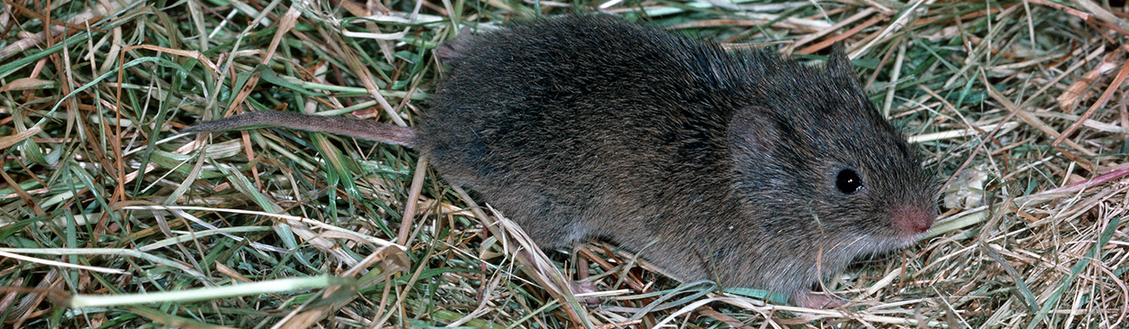 Vole Lawn Damage