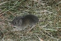 Adult meadow mouse.