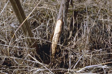 Crop damaged by meadow mouse.