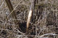 Girdling of grapevine, damage from voles.