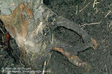 Crop damaged by meadow mouse.