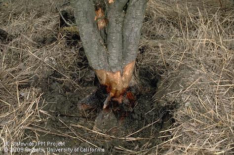 Crop damaged by meadow mouse.