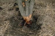 The crown and lower trunk of this tree have been girdled by voles, Microtus sp.