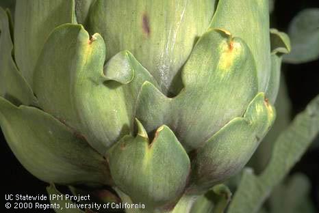 Meadow mouse damage to artichoke; damage caused when artichoke was young and mouse walked on it. Monterey Co. by Jack Kelly Clark.  Credit: Jack Kelly Clark