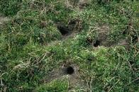 Meadow mouse runways connect numerous shallow burrows.