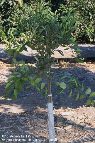 Cardboard trunk wrap protects citrus from voles (meadow mice), <I>Microtus</I> sp., sunburn, and frost. 