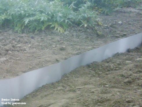 Aluminum flashing fence for vole management.