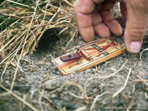 Vole snap trap placement.