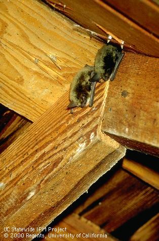 Two adult bats, <i>Myotis</i> sp., hanging from the peak of a roof truss.