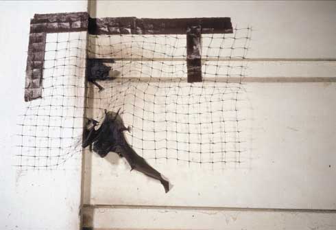 A mesh net is a simple way to exclude bats from a structure.