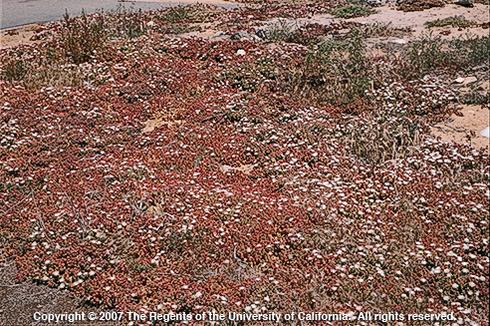 Crystalline iceplant, <I>Mesembryanthemum crystallinum,</I> infestation on a sand dune. 