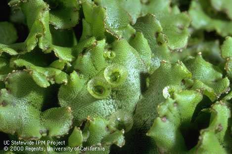 Gemma cups on the thallus of a mature liverwort, <I>Marchantia</I> sp.