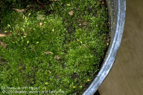 Moss with spore capsules (sporophytes) in greenhouse plant container.