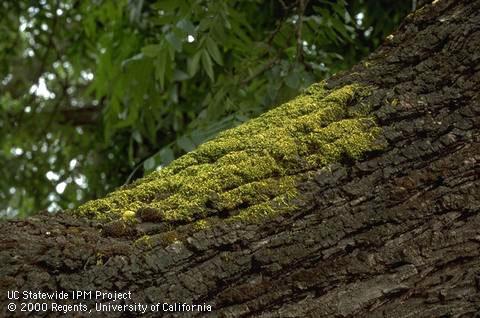 Innocuous green moss growing on the limb of a walnut tree.