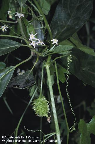 Fruit, flowers, and vine tendril of wild cucumber, <I>Marah macrocarpus.</I>.