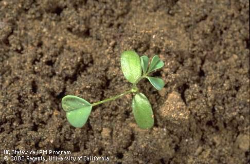 Seedling of white sweetclover, <I>Melilotus alba,</I> at the four-leaf stage. 