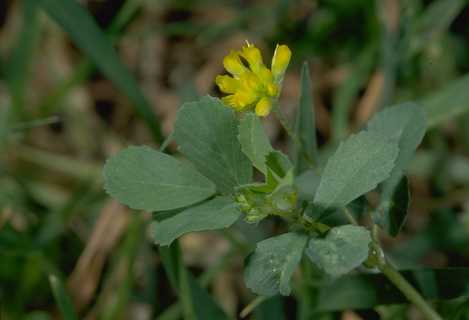 Flowering black medic.