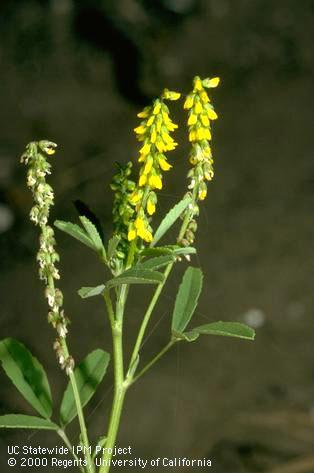 Flower of yellow sweetclover.